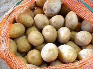 Картофель в Орджоникидзевском районе картошка 2.jpg